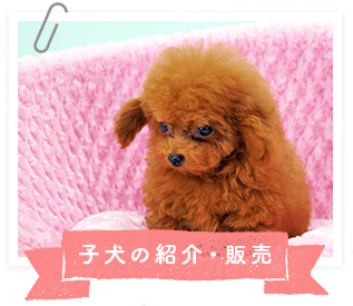 仔犬の紹介・販売