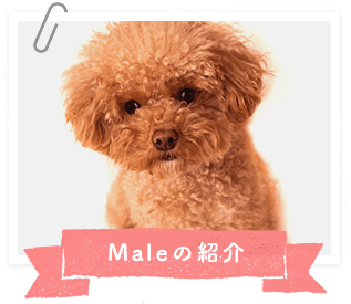 Maleの紹介