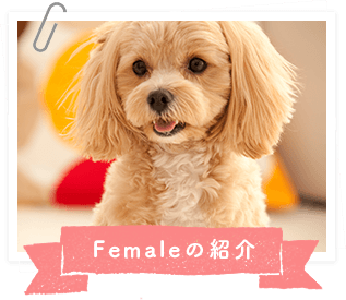 Femaleの紹介