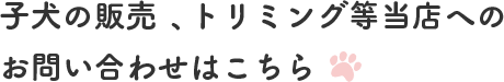子犬の販売、トリミング等当店へのお問い合わせはこちらTEL：075-393-7073   FAX：075-393-7074